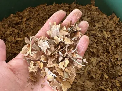 Hand hält eine kleine Menge getrockneter, zerbröselter Blätter über einem Behälter mit mehr getrockneten Blättern